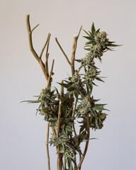 Fresh cannabis flowers and buds. Marijuana plants with buds.