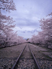 満開の蹴上インクラインの桜