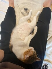 2 years old Ms. Macaron sleeping between human legs, adorable belly and the twisted, body, year...