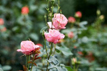 Bush of blooming pink roses in the garden