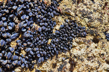 Rocks covered in hundreds of mussels