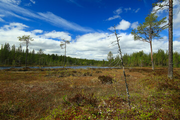 Bog and small river in Swedish Lapland