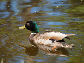 portrait of a duck