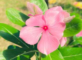 Madagascar periwinkle pink flower,Five-petaled flowers are blooming,.It is a plant that uses extracts to make cancer drugs.