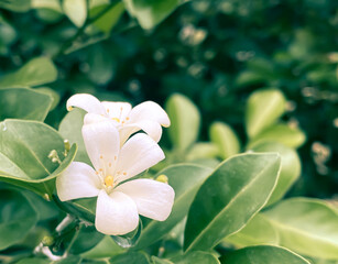 Obraz na płótnie Canvas Five-petaled white jasmine flowers are blooming, Orang Jessamine,Murraya paniculata