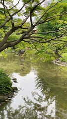 Japanese garden pond with wan statue in the middle, Tokyo Hibiya park, year 2022 June 11th