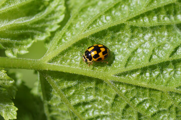 Fourteen-spot ladybird, Fourteen spotted ladybug (Propylea quatuordecimpunctata) on the underside of a leaf. Family Ladybirds, Ladybugs (Coccinellidae). Dutch garden, June 