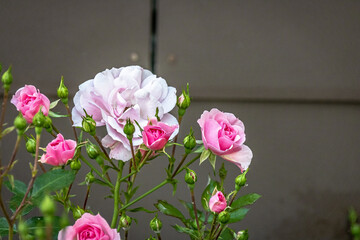 Nice Pink Flower