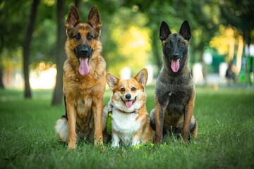 dogs playing on green grass 