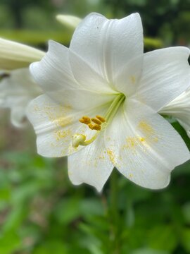 Beautiful white lilies at the park of Hibiya Tokyo, year 2022 June 11th