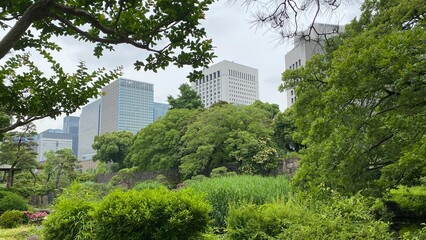 The Tokyo city buildings and offices peeking between the tree bushes of Hibiya Park, central downtown historic landmark that opened in 1903, shot taken on year 2022 June 11th
