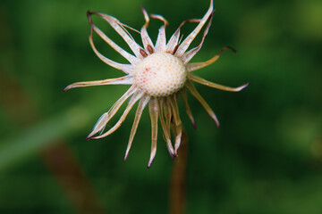 Dandelion close-up, bright dandelion, you can see the small details of the flower.