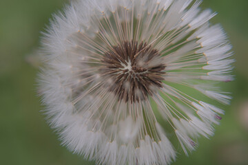 Dandelion close-up, bright dandelion, you can see the small details of the flower.