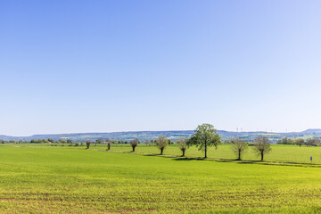 Fototapeta premium Landscape view with a tree-lined road by a field