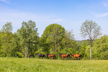 Horses walking on a sunny summer meadow