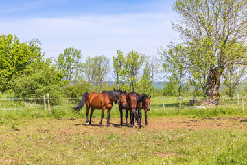 Fototapeta na wymiar Horses in a paddock in the countryside