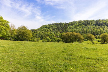 Forest hill by a grass meadow