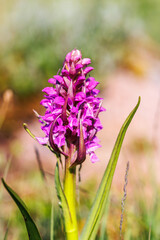Obraz premium Early marsh orchid in the early summer