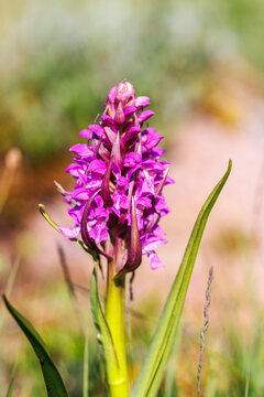 Early Marsh Orchid In The Early Summer