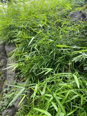 Bamboo bush, Hibiya park, Tokyo Japan, year 2022 June 11th