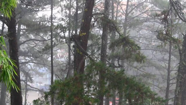 Scenes of rain and pine trees