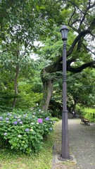 The thick tree path with hydrangea blossoms, park lanterns and benches, overlooking the zen garden...