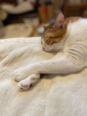 Fototapeta na wymiar Adorable 2 years old Ms. Macaron sleeping with paws crossed, summer comfortable day, year 2022 June 12th