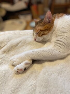 Adorable 2 Years Old Ms. Macaron Sleeping With Paws Crossed, Summer Comfortable Day, Year 2022 June 12th