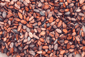 sun dried cocoa beans 