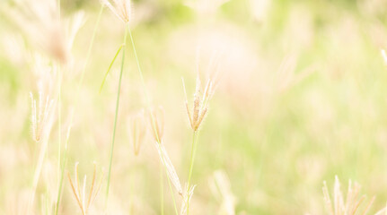 Landscapes of green meadow and blur background