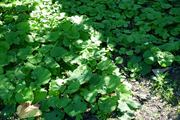 初秋の庭、新鮮な庭の緑の植物が輝く葉っぱ模様