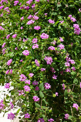 初秋の庭、庭の美しいピンク色の花、新鮮な庭の植物が輝く模様