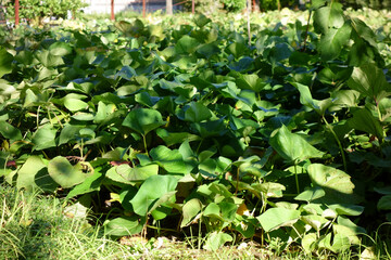 初秋の庭、新鮮な庭の緑の植物が輝く葉っぱ模様