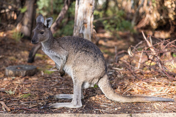 Large grey Kangaroo at a wildlife conservation park near Adelaide, South Australia

