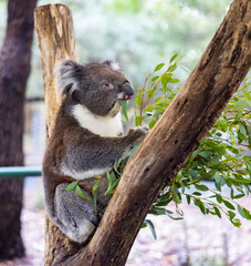 Koala sitting in a tree at the Cleland Conservation Park near Adelaide in South Australia