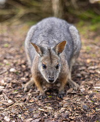 Naklejka premium A tammar wallaby at a wildlife conservation park near Adelaide, South Australia
