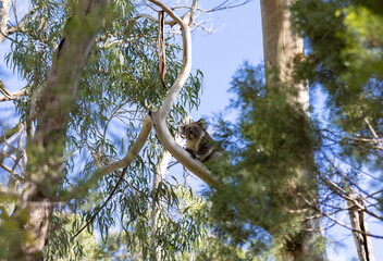 Koala sitting in a tree at the Cleland Conservation Park near Adelaide in South Australia