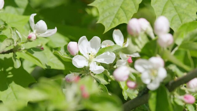 Blossoming white apple tree flowers and green spring foliage. Spring time.
