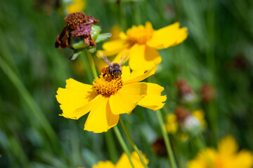 노란꽃과 벌