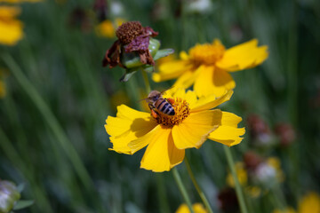 노란꽃과 벌