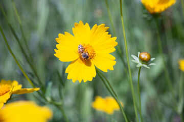 노란 꽃과 벌