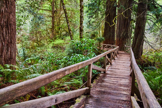 Long wooden walking bridge leads into ancient Redwood forest of California