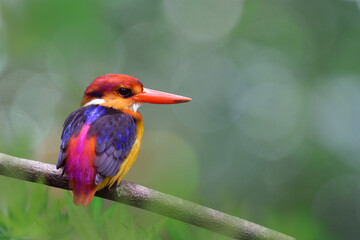 oriental dwarf (Ceyx erithaca) or  black-backed or three-toed kingfisher beautiful mutiple colors bird perching on wooden granch over bokeh background