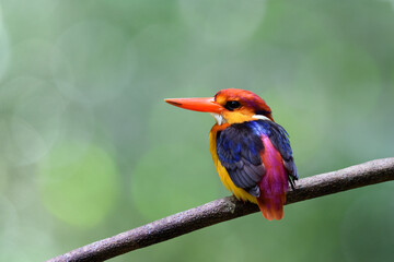 oriental dwarf or black-backed kingfisher (Ceyx erithaca)