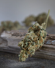 Cannabis buds dried and cured. Marijuana buds and flowers.