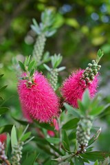 ブラシの木　（花槇、金宝樹）