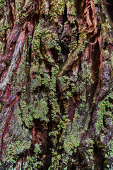 Texture asset of Redwood tree bark thick with moss