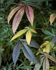 Fresh cannabis plant leaves. Marijuana leaves for background. 