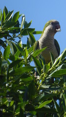 Monk Parakeet Spain