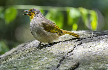 Beautiful Stripe-throated Bulbul or Pycnonotus finlaysoni perching on the rock with green background , Thailand